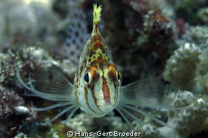 Hawkfish
www.bunakenhans.com
Bunaken,Sulawesi,Indonesia... by Hans-Gert Broeder 